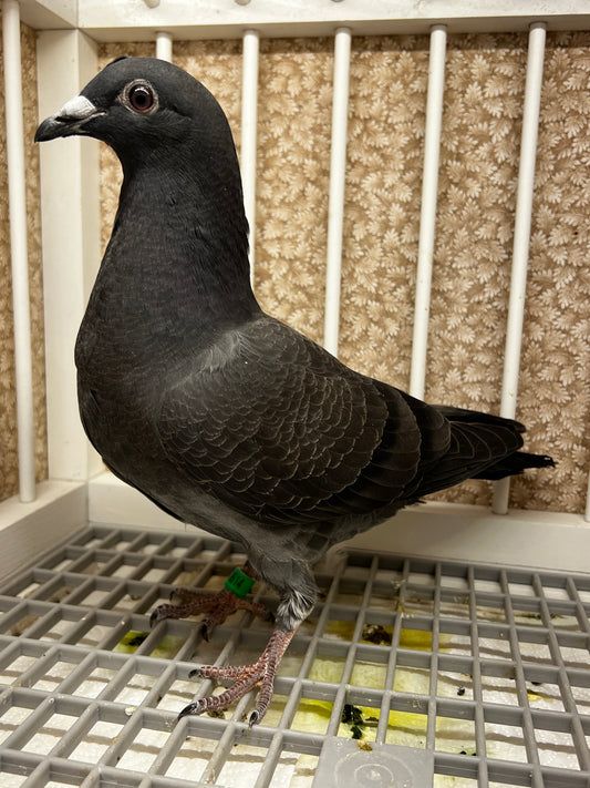 Racing Pigeon “JEDDS 8614”