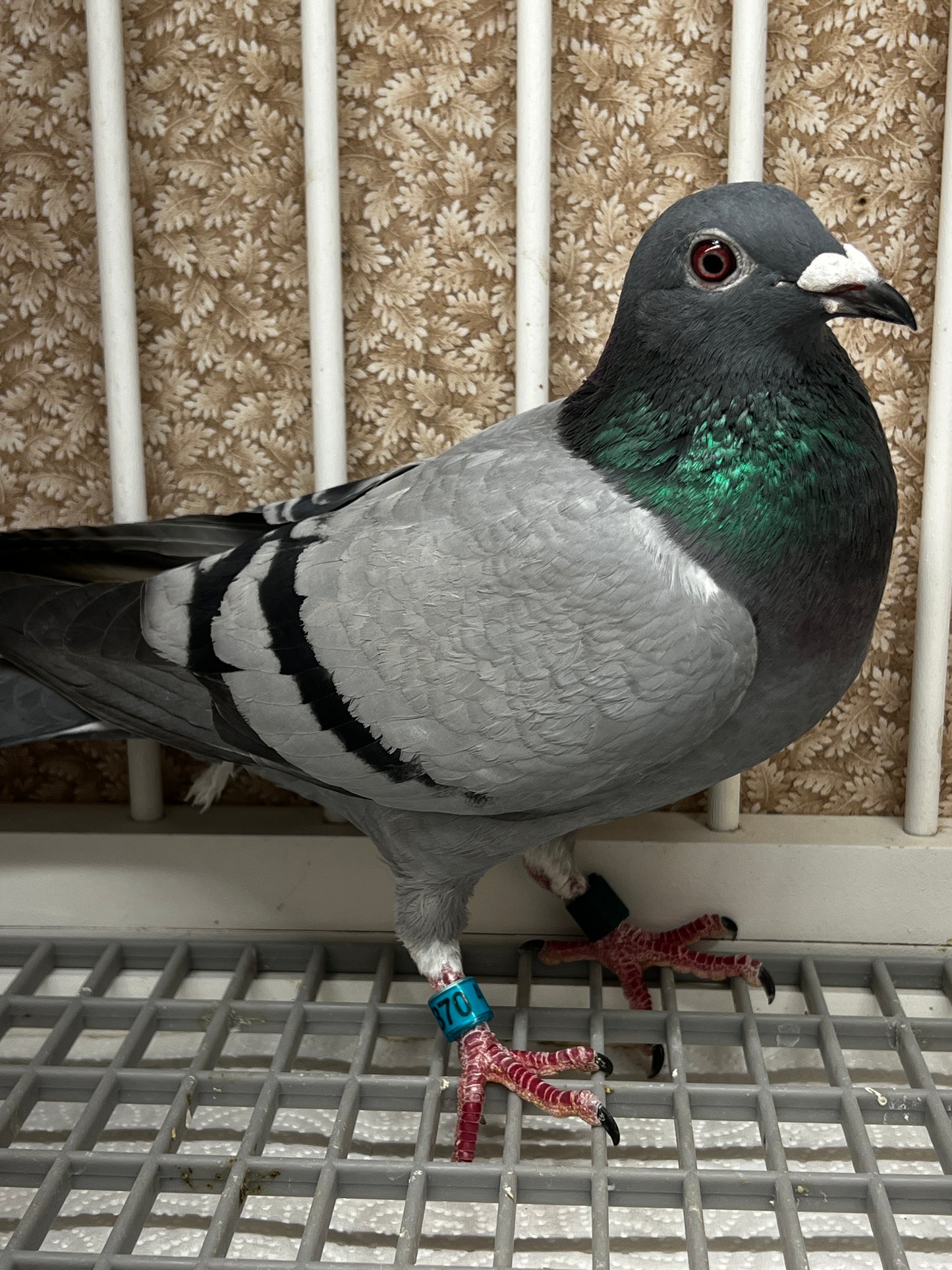 Racing Pigeon (RRL 370)