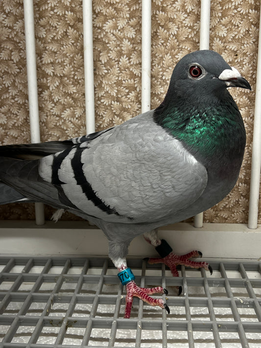Racing Pigeon (RRL 370)