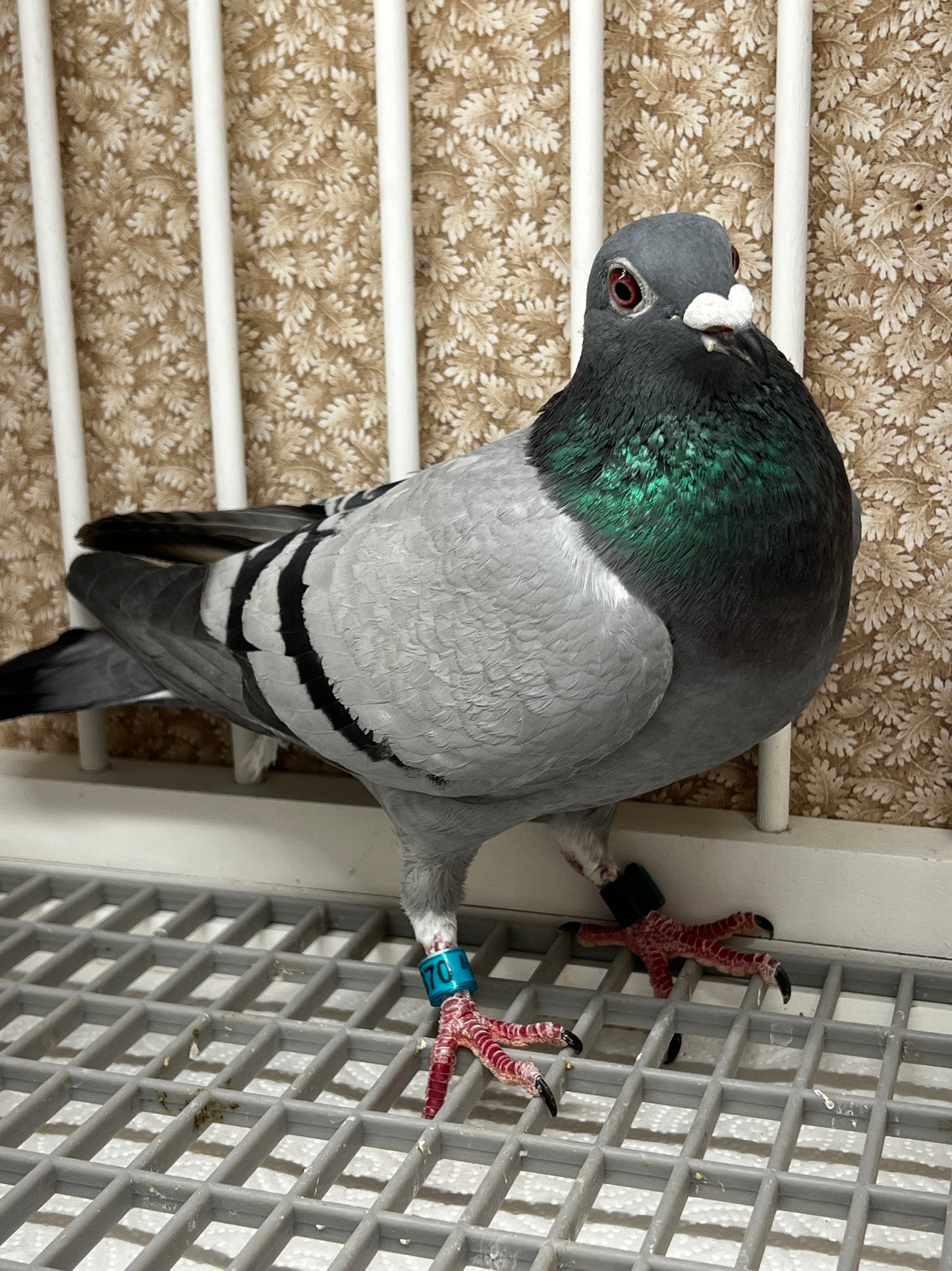 Racing Pigeon (RRL 370)