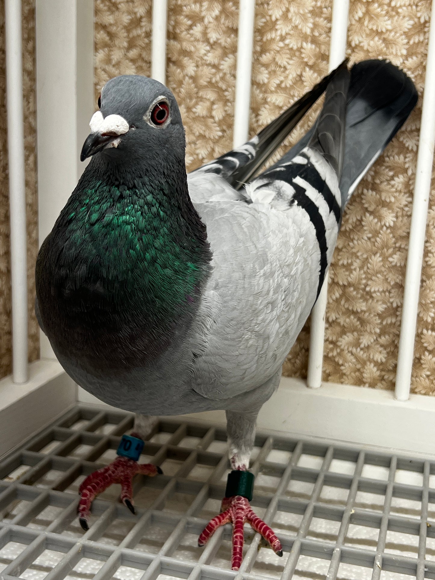 Racing Pigeon (RRL 370)