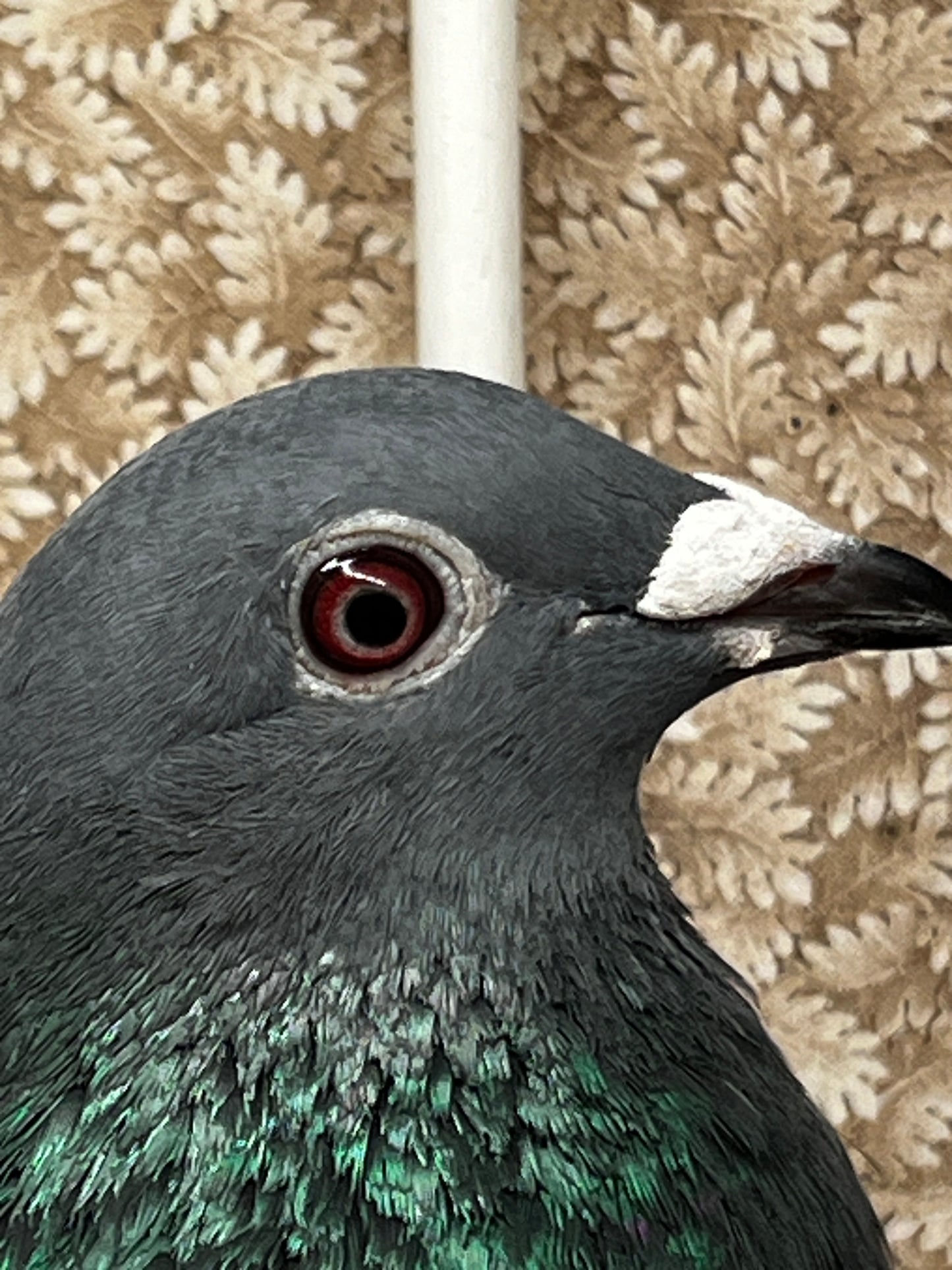 Racing Pigeon (RRL 370)