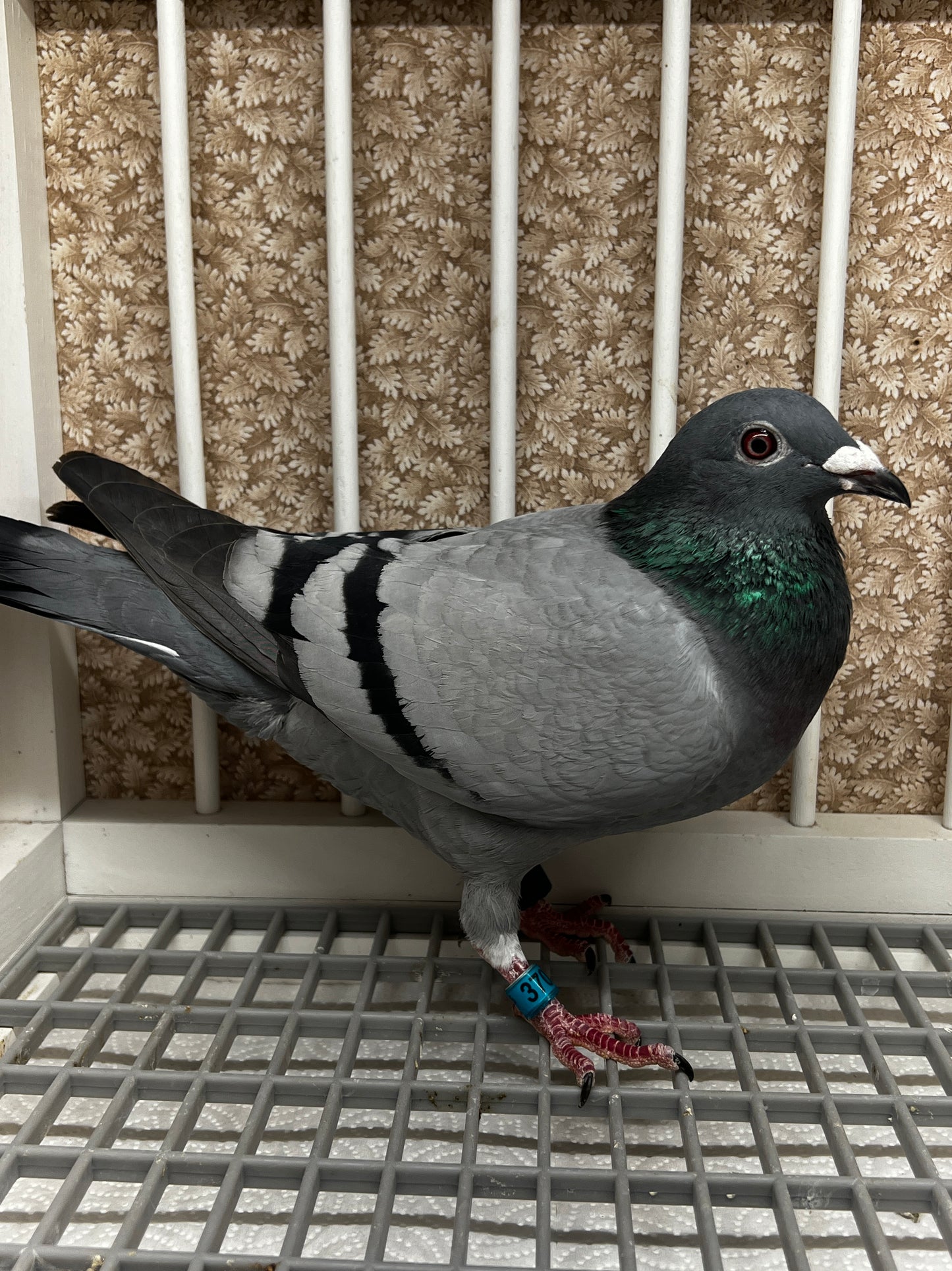 Racing Pigeon (RRL 370)