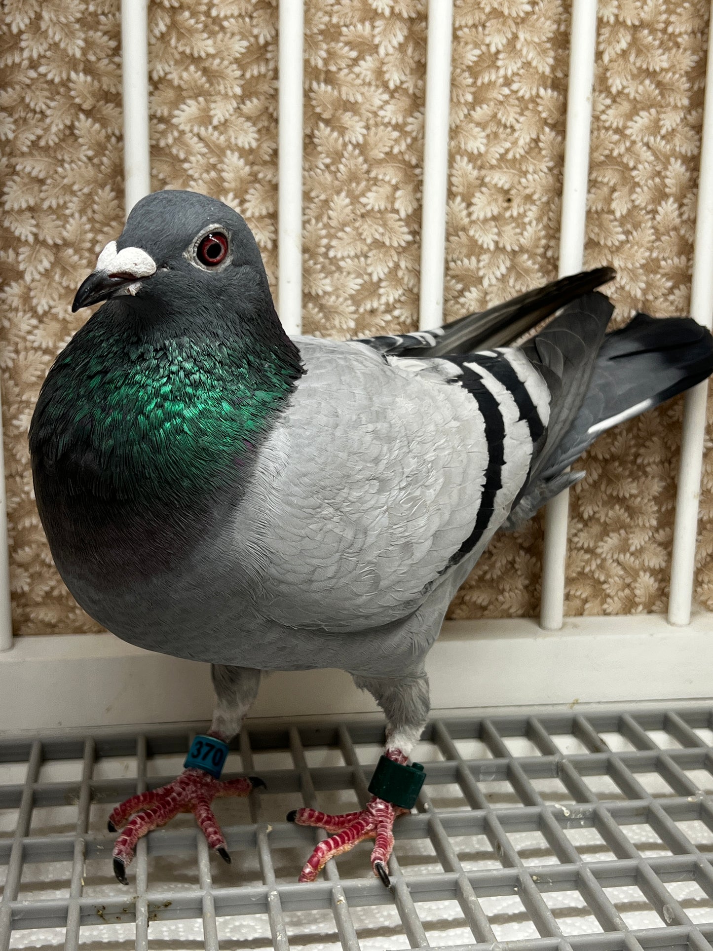Racing Pigeon (RRL 370)