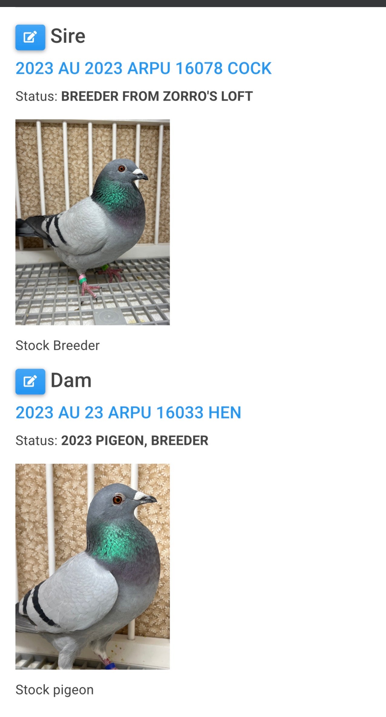 Racing Pigeon (RRL 370)