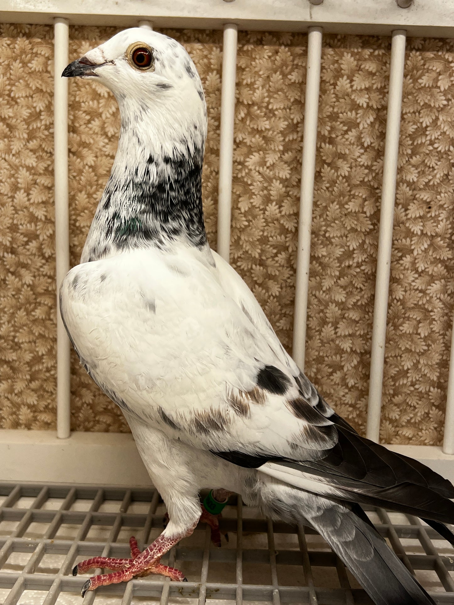 Racing Pigeon (JEDDS 8603)