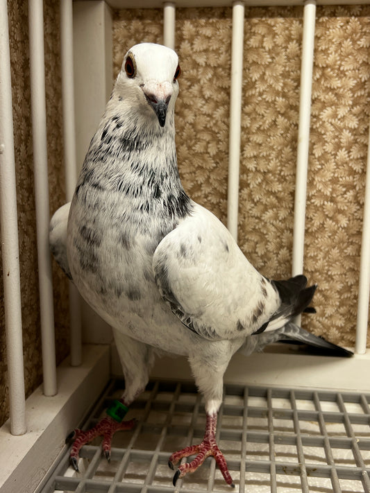 Racing Pigeon (JEDDS 8603)