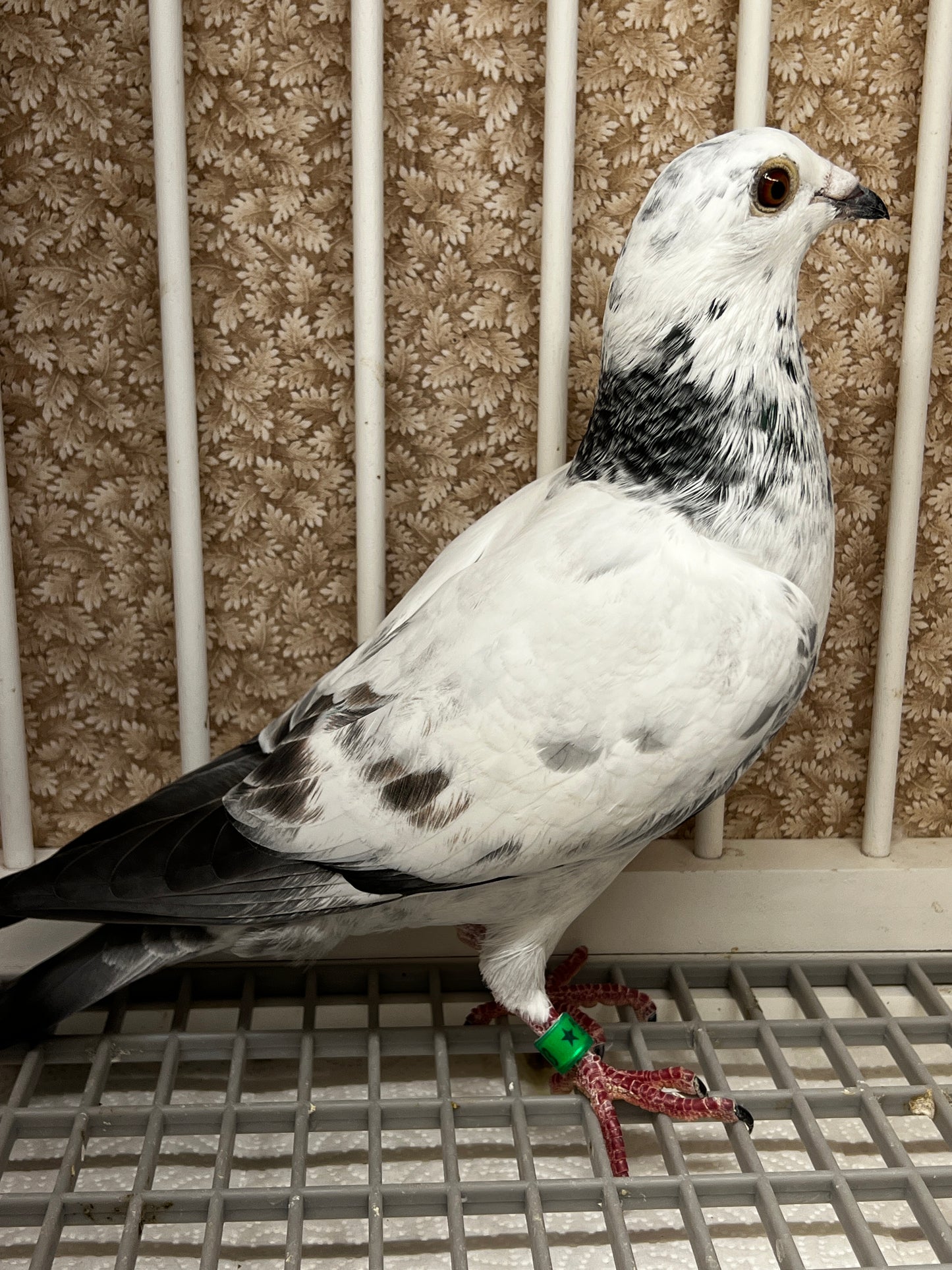 Racing Pigeon (JEDDS 8603)