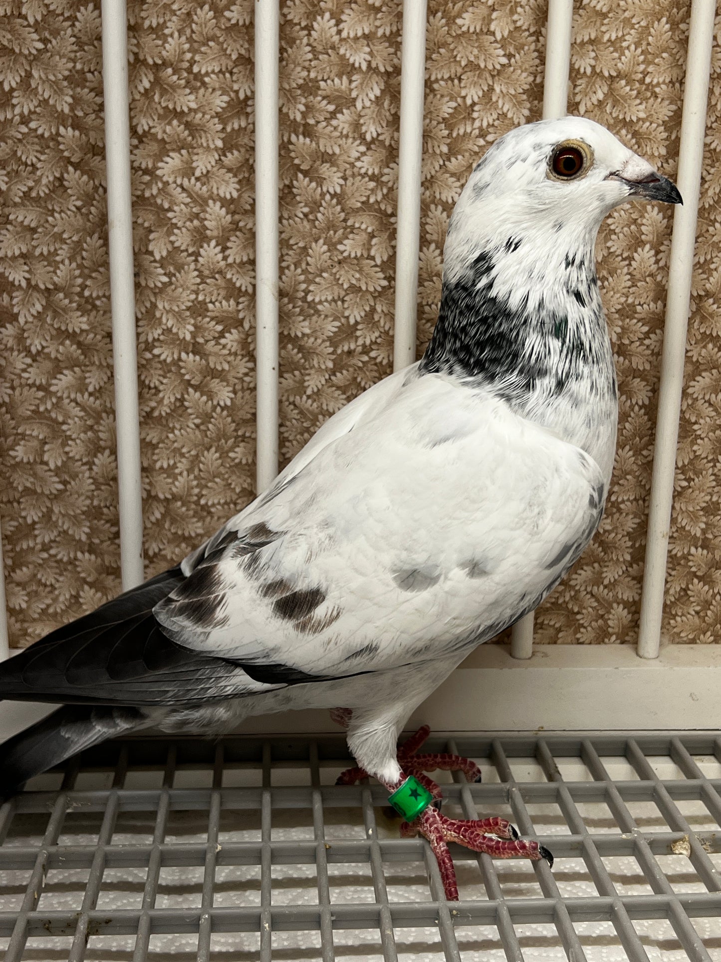 Racing Pigeon (JEDDS 8603)