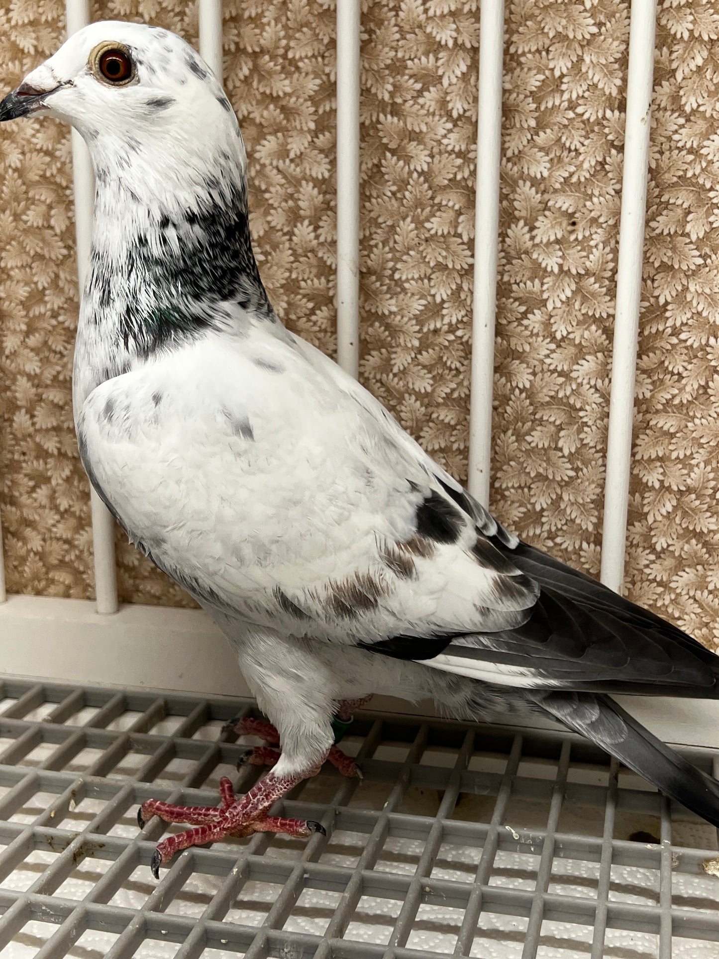Racing Pigeon (JEDDS 8603)
