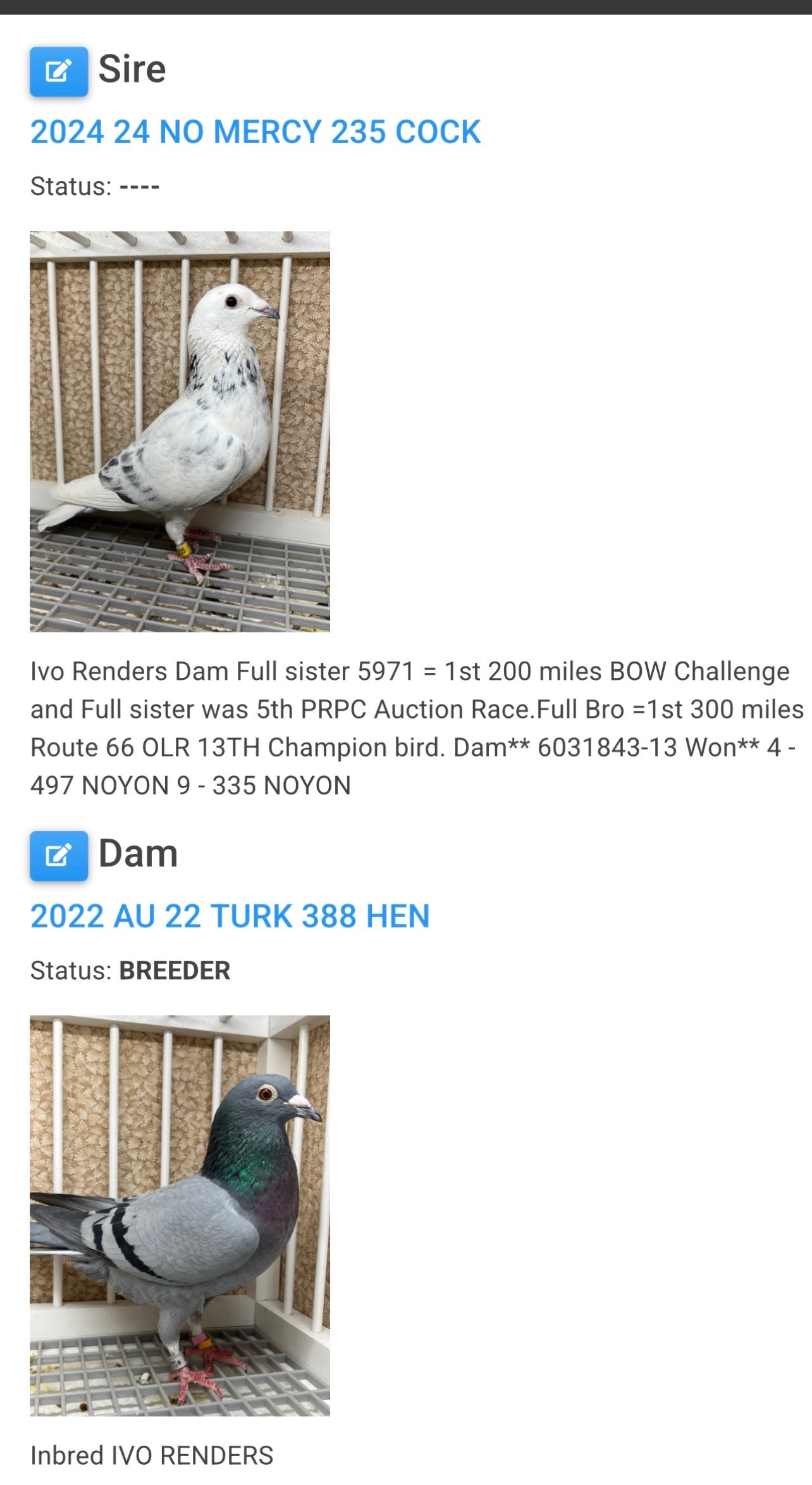 Racing Pigeon (JEDDS 8603)