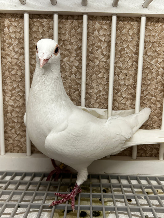 2025 Rocky Ridge white pigeon "RRL 212”