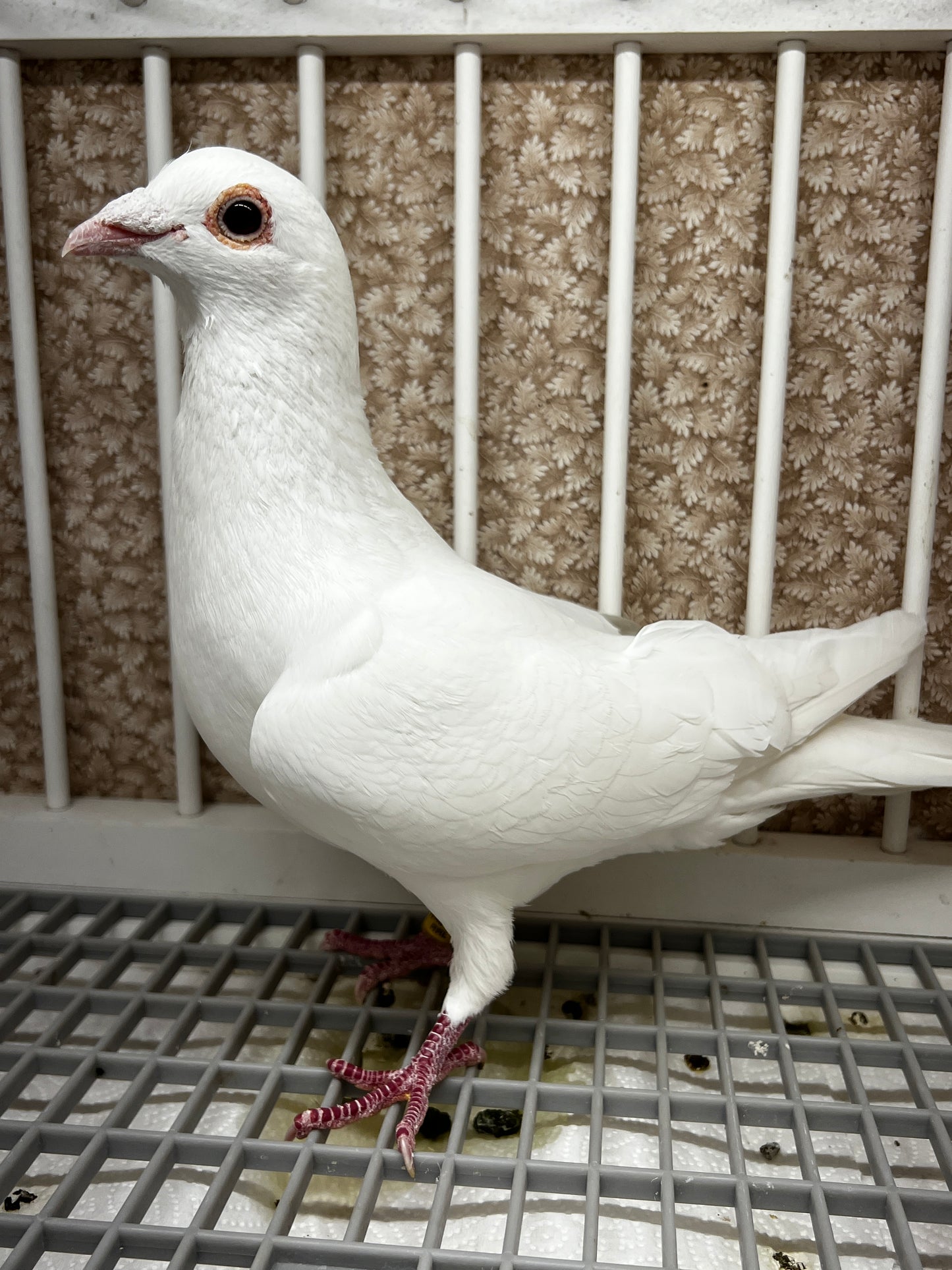 2025 Rocky Ridge white pigeon "RRL 212”