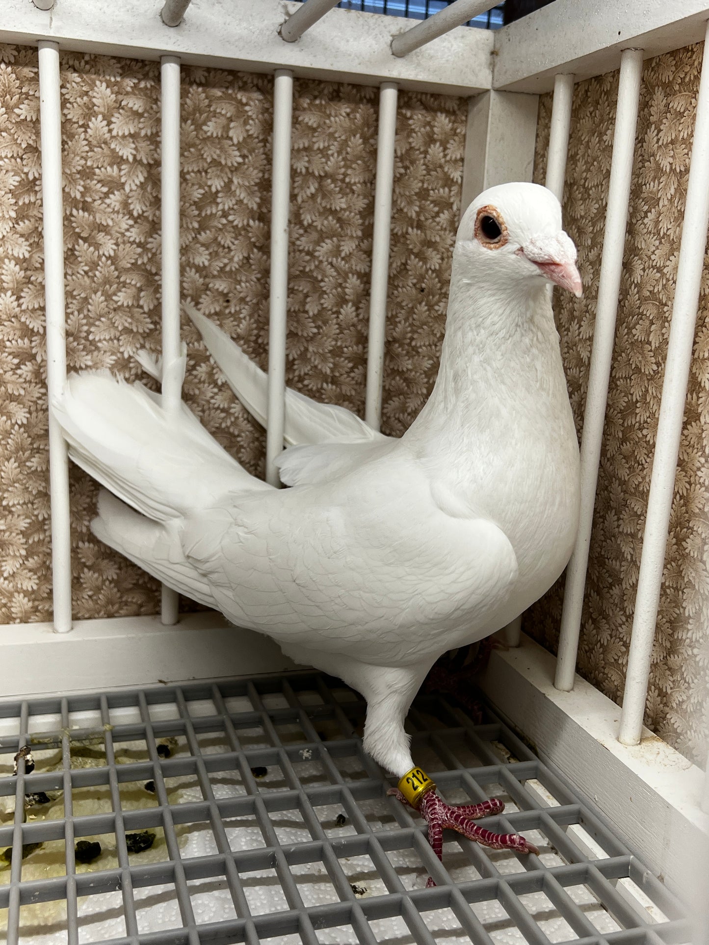 2025 Rocky Ridge white pigeon "RRL 212”