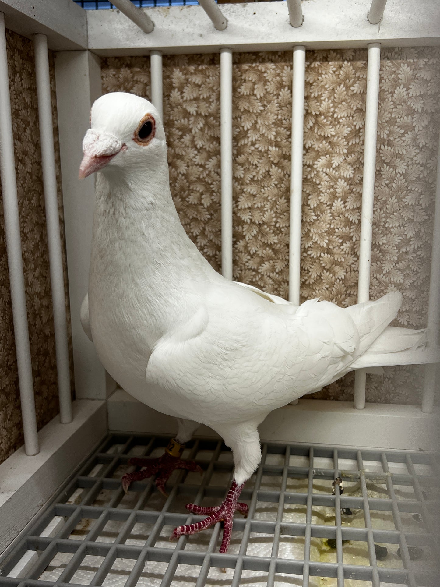2025 Rocky Ridge white pigeon "RRL 212”
