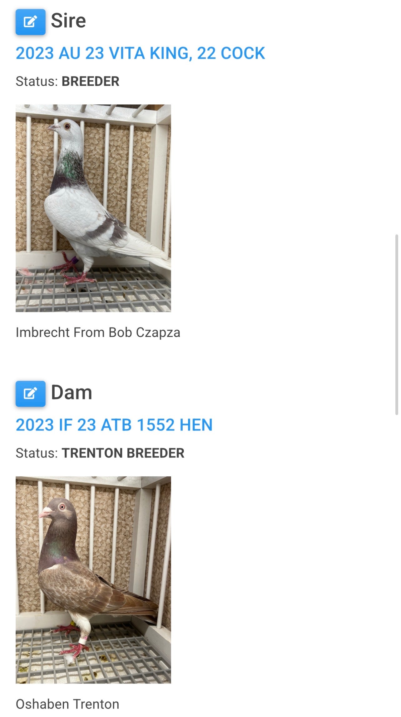 Racing Pigeon "RRL 400”