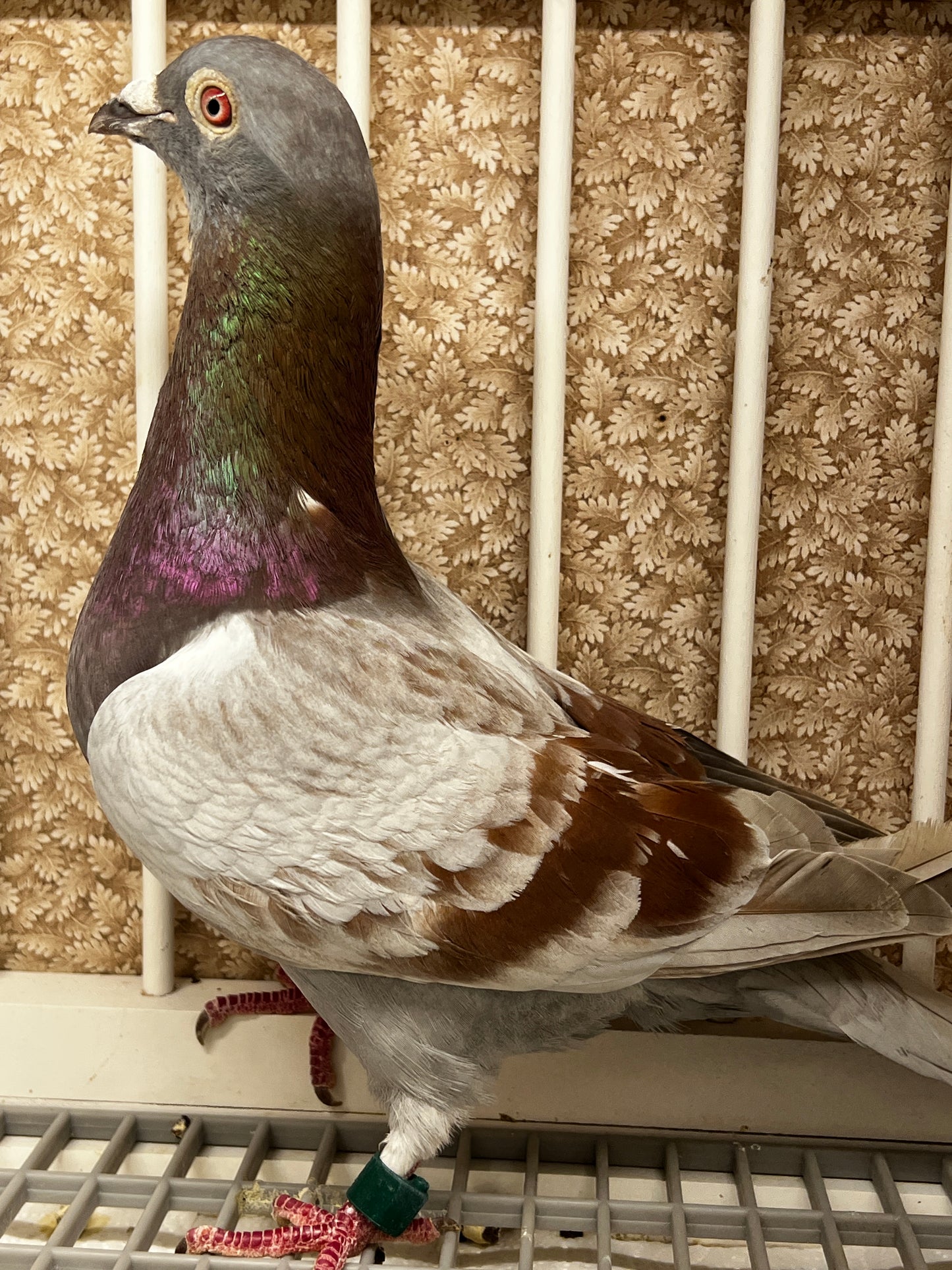 Racing Pigeon "RRL 400”
