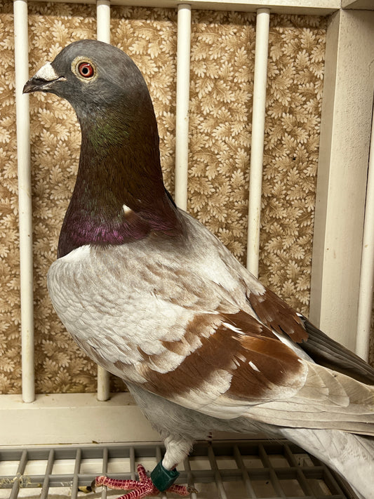 Racing Pigeon "RRL 400”