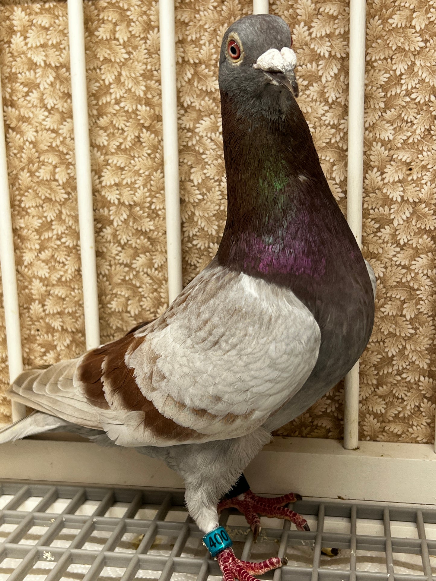 Racing Pigeon "RRL 400”