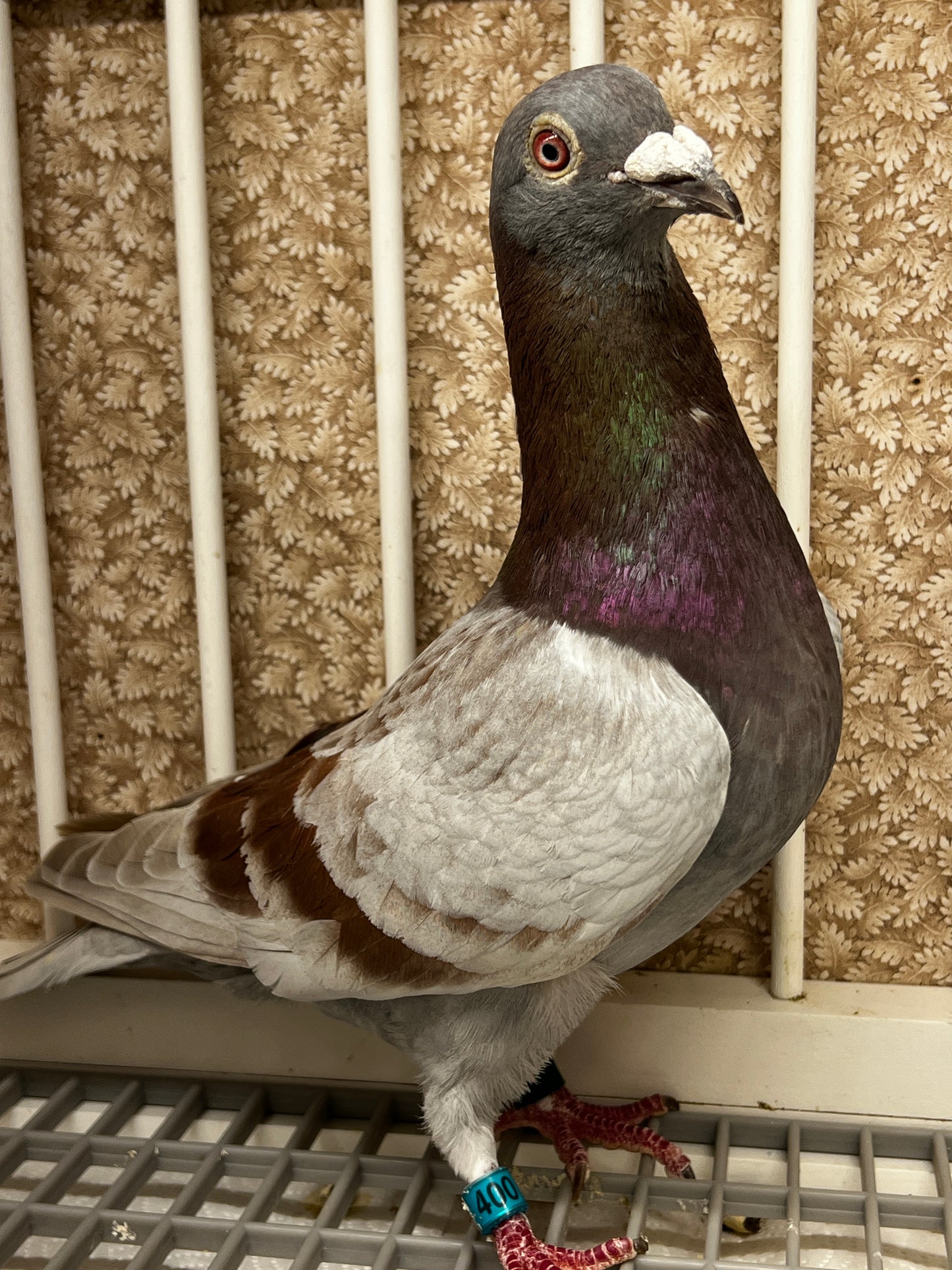 Racing Pigeon "RRL 400”