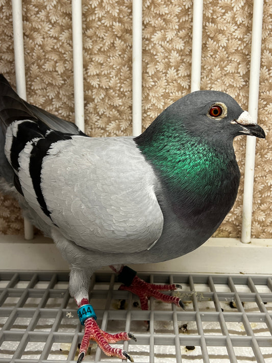 Racing Pigeon (RRL 444)