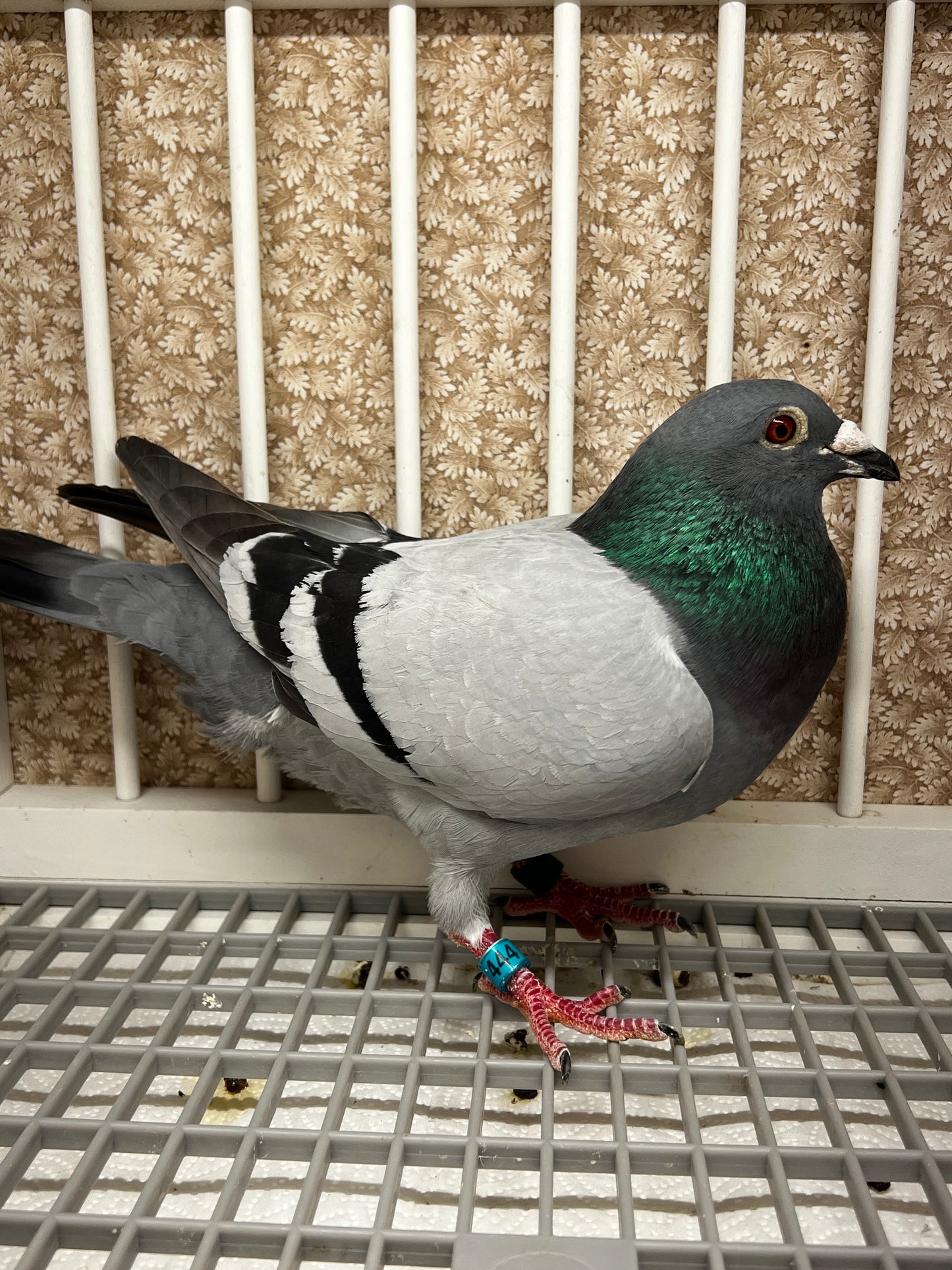 Racing Pigeon (RRL 444)