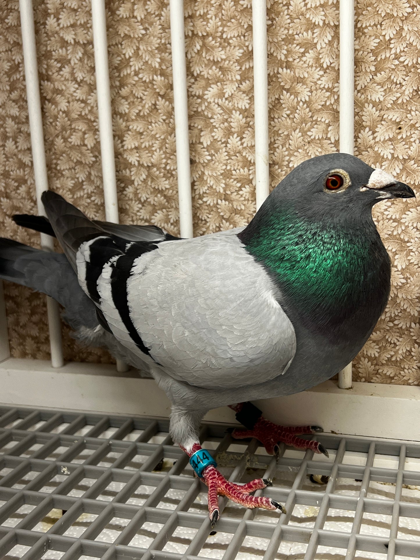 Racing Pigeon (RRL 444)