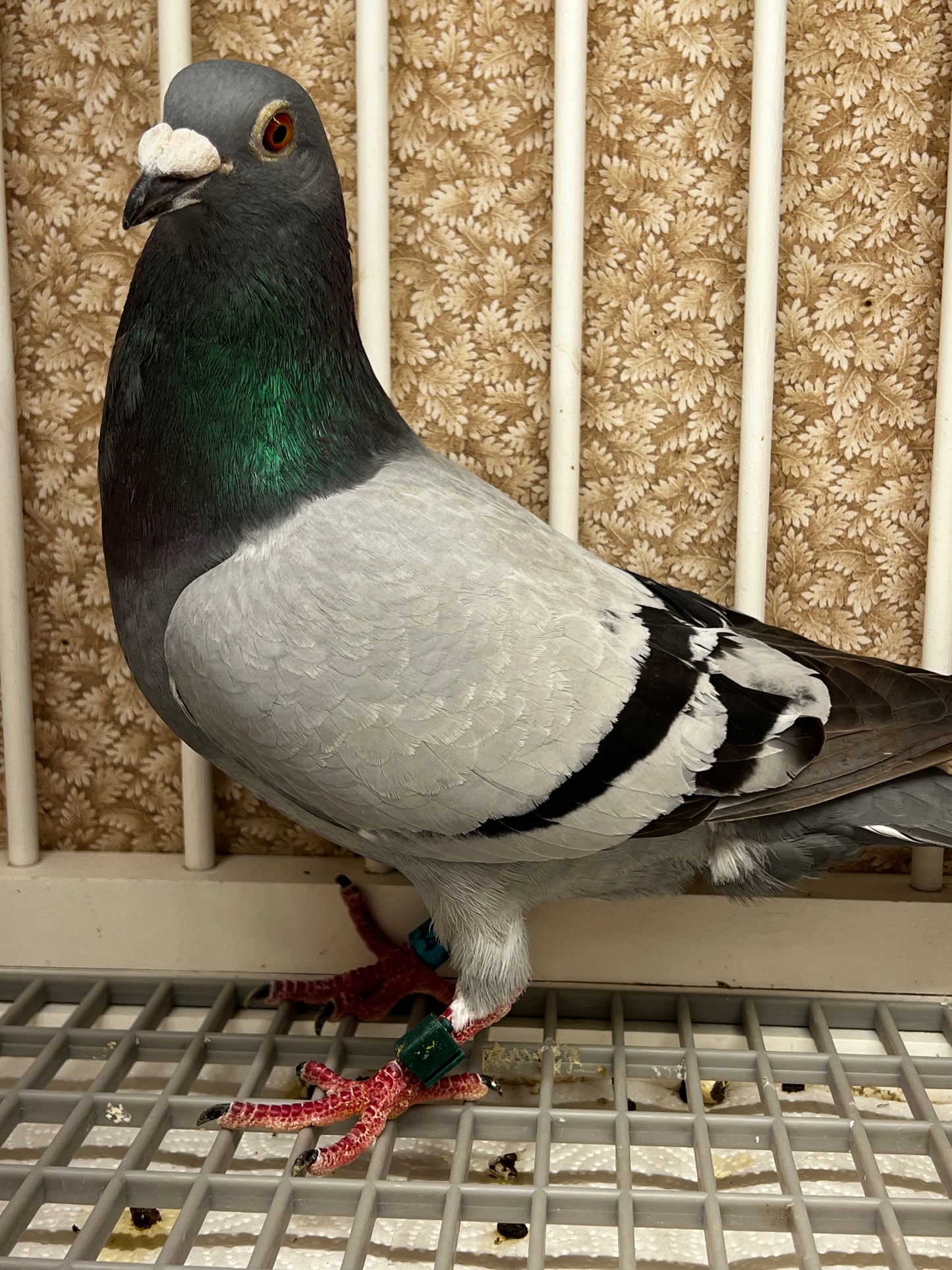 Racing Pigeon (RRL 444)