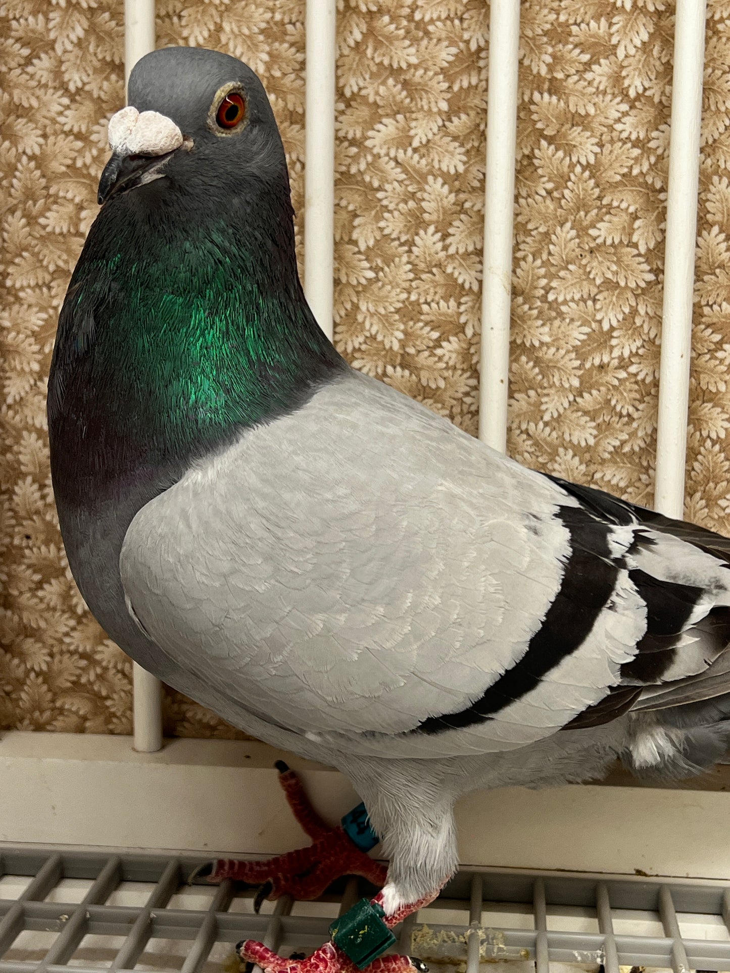 Racing Pigeon (RRL 444)