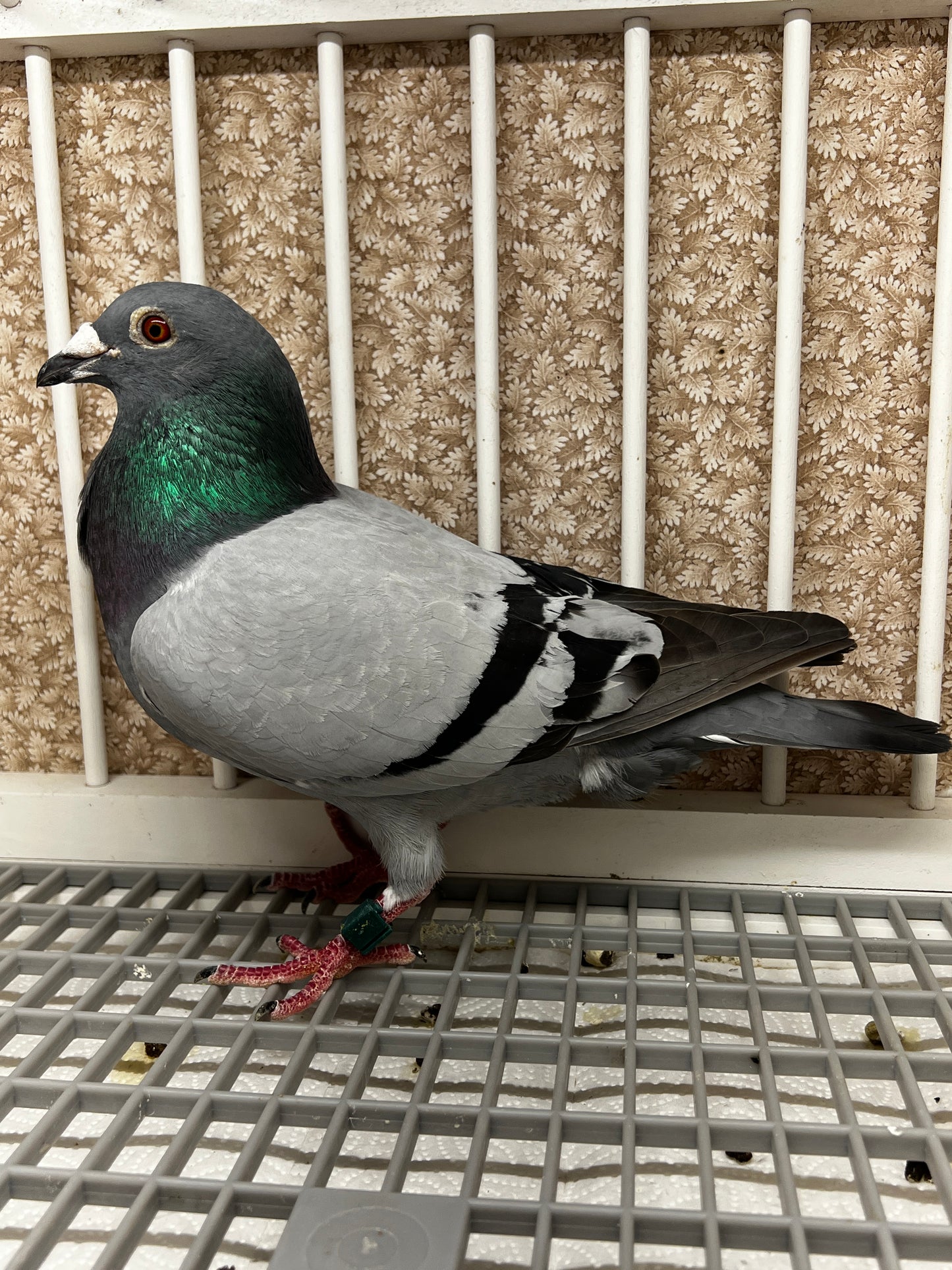 Racing Pigeon (RRL 444)