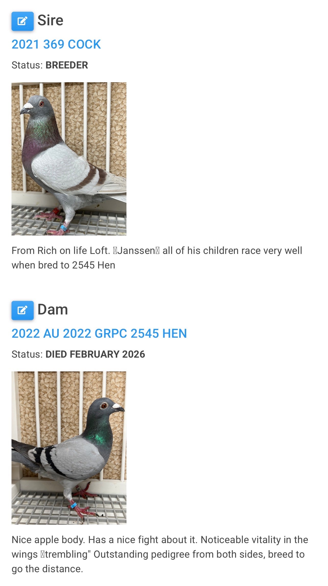 Racing Pigeon (RRL 444)