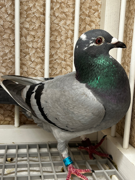OLR Racing Pigeon "RRL 377”