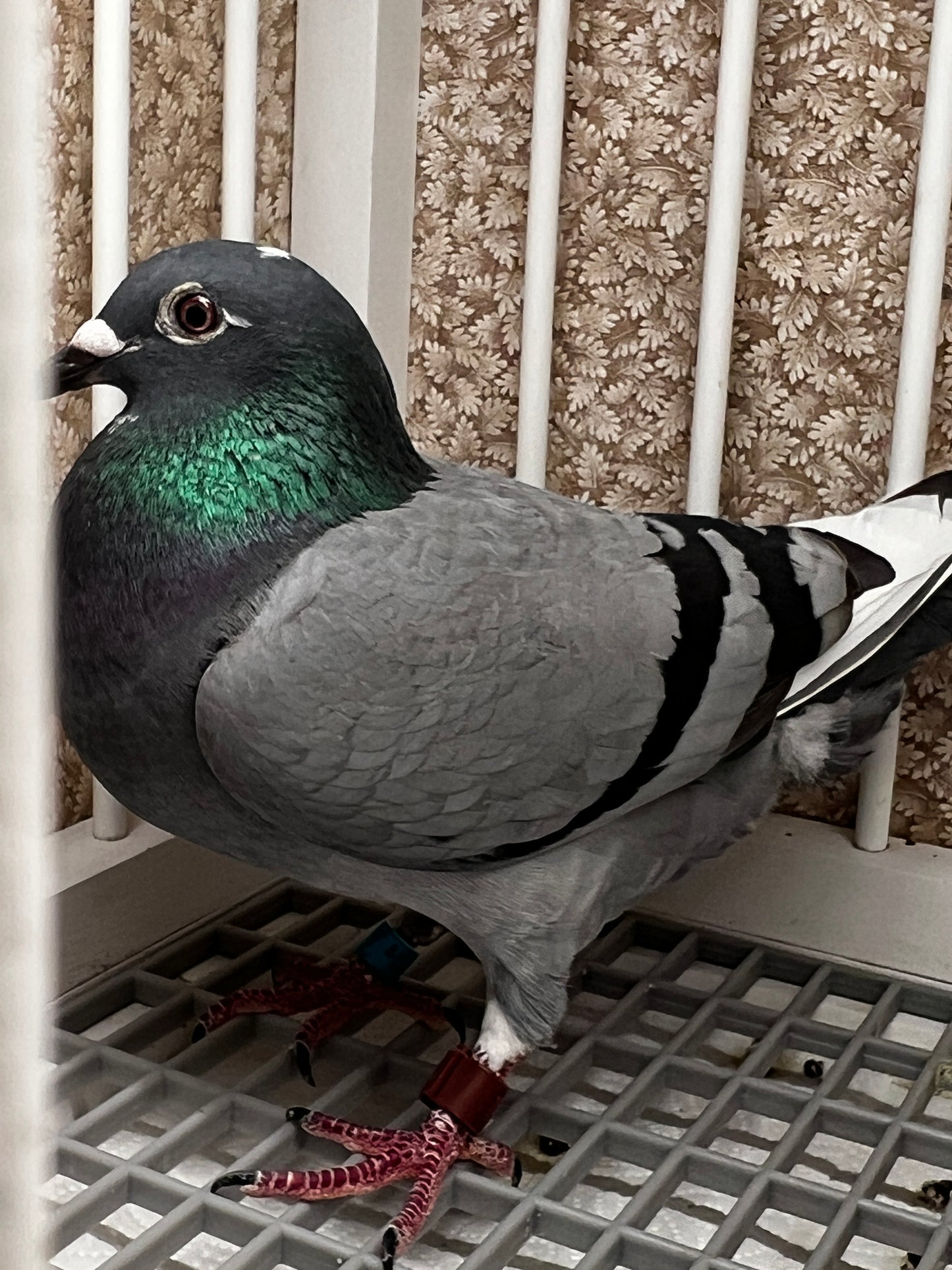 OLR Racing Pigeon "RRL 377”