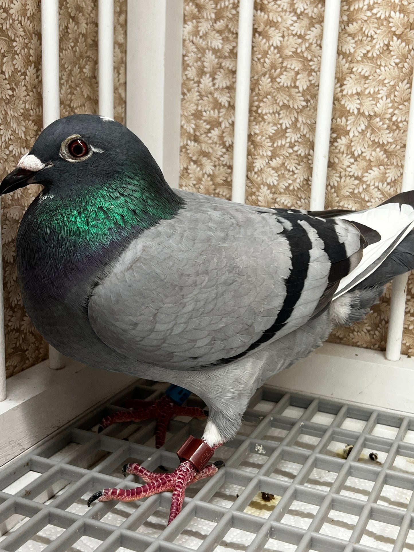 OLR Racing Pigeon "RRL 377”
