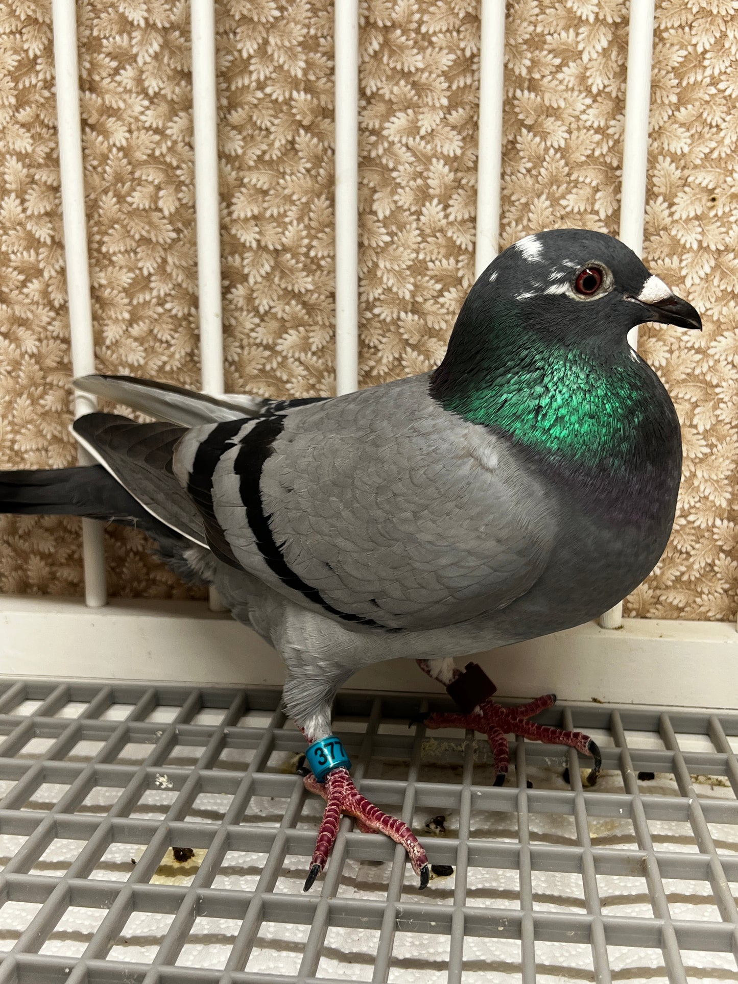 OLR Racing Pigeon "RRL 377”