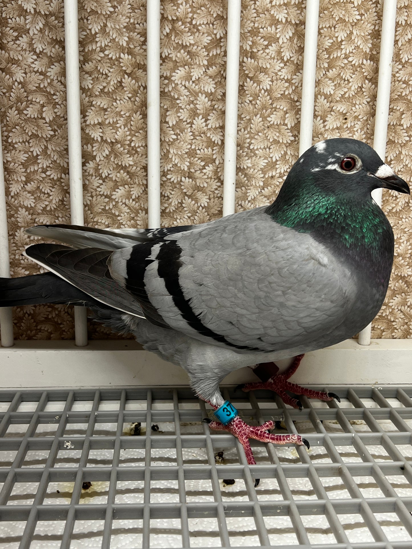 OLR Racing Pigeon "RRL 377”