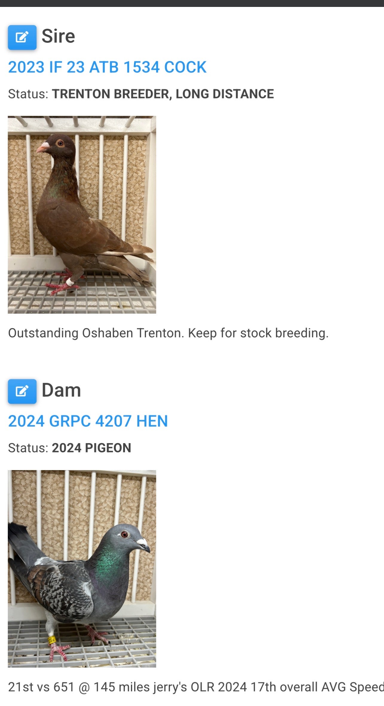 Racing Pigeon (RRL 451)