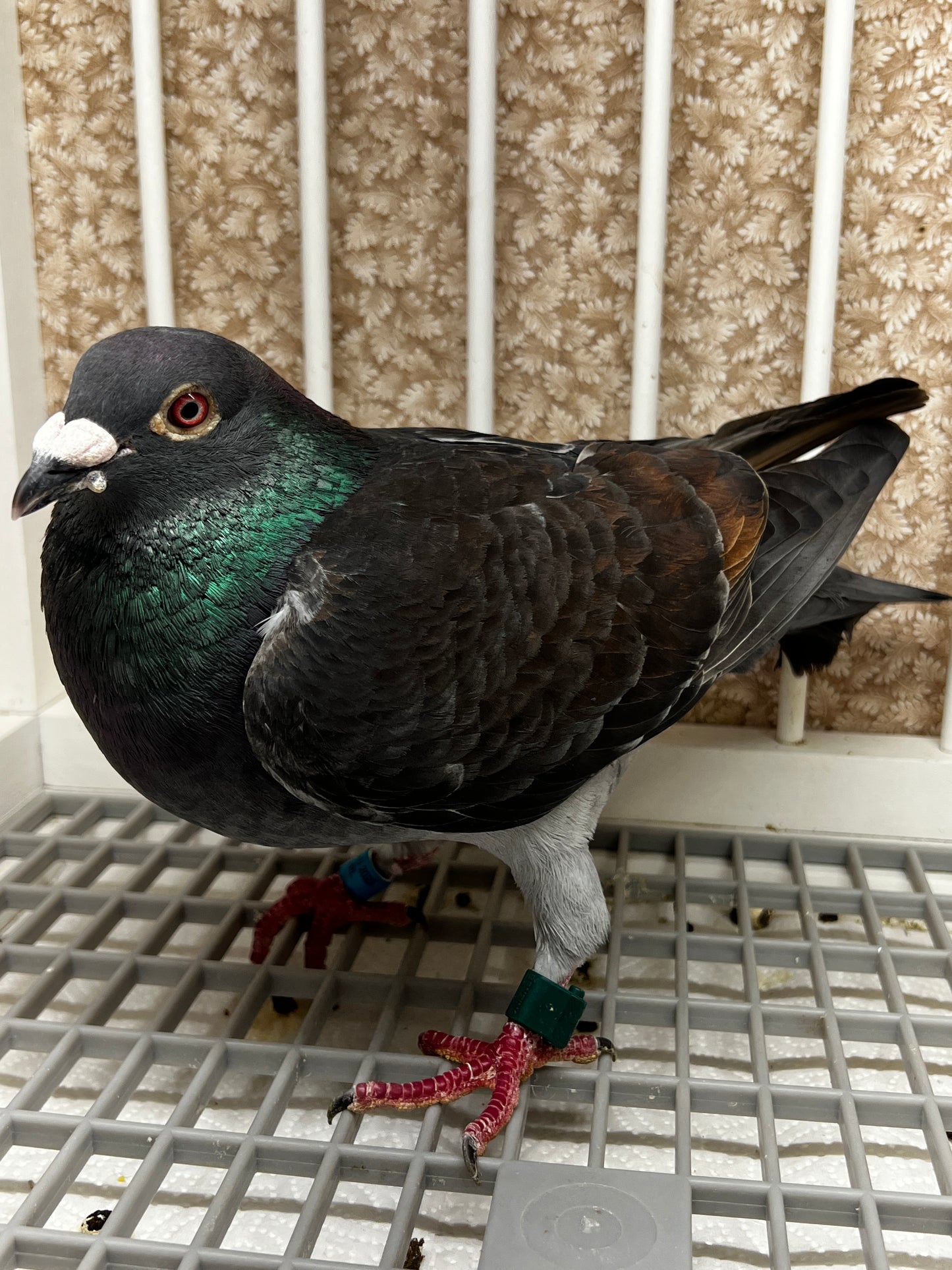 Racing Pigeon (RRL 451)