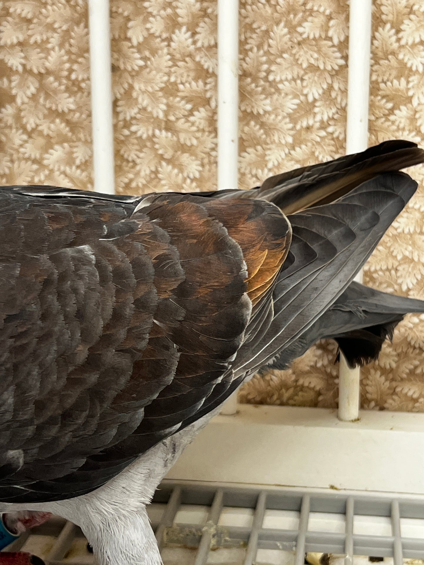 Racing Pigeon (RRL 451)