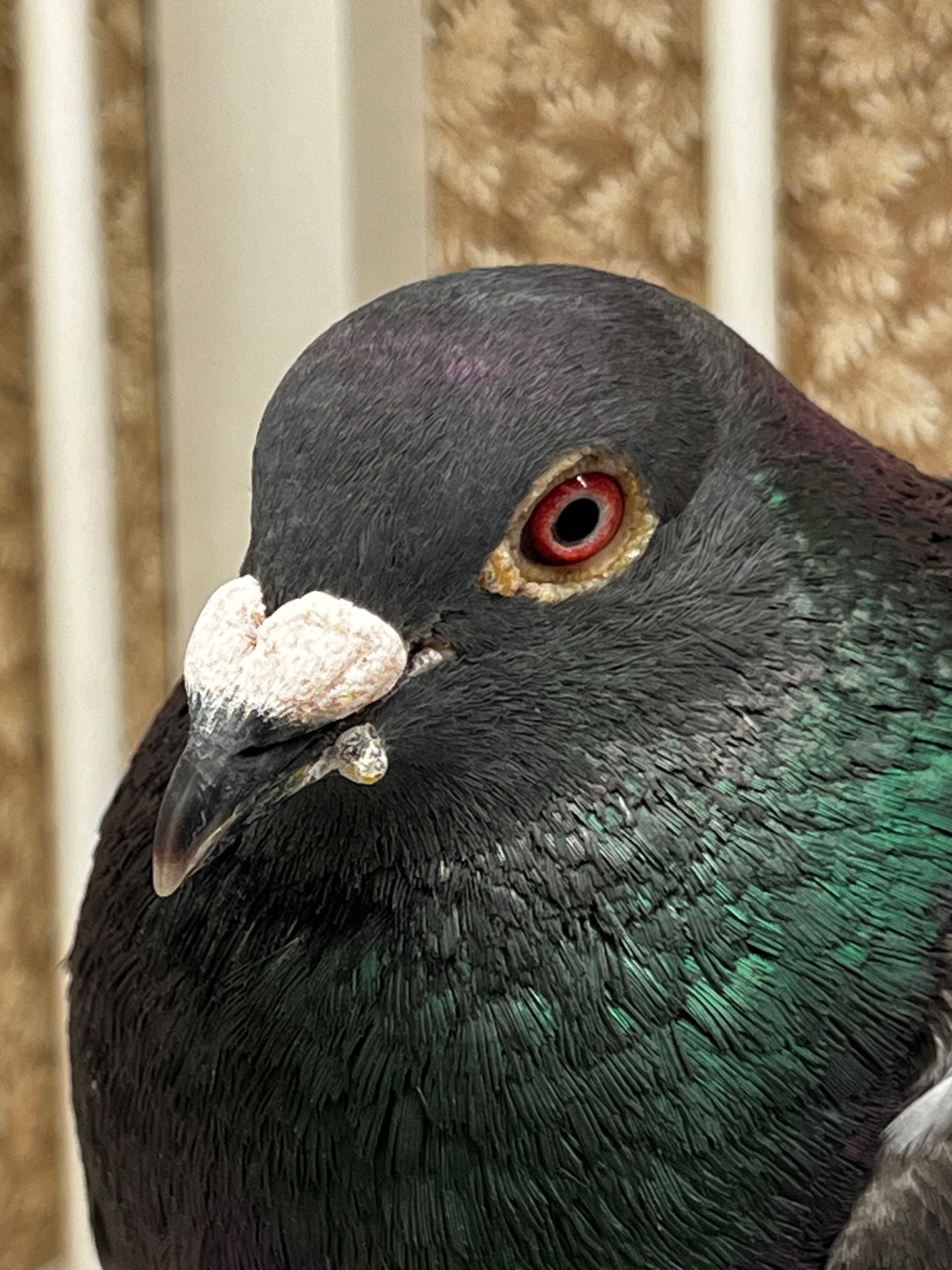 Racing Pigeon (RRL 451)