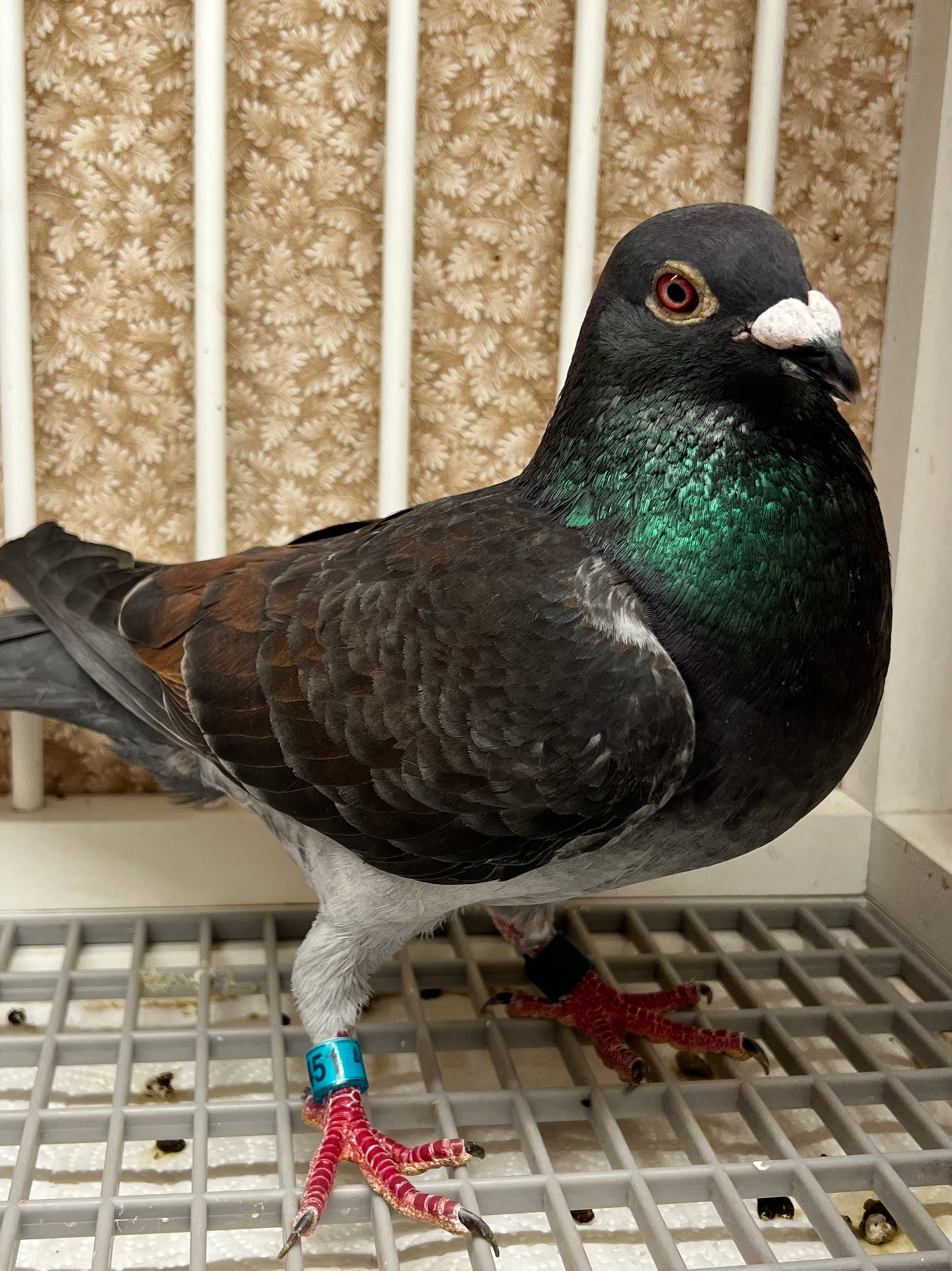 Racing Pigeon (RRL 451)