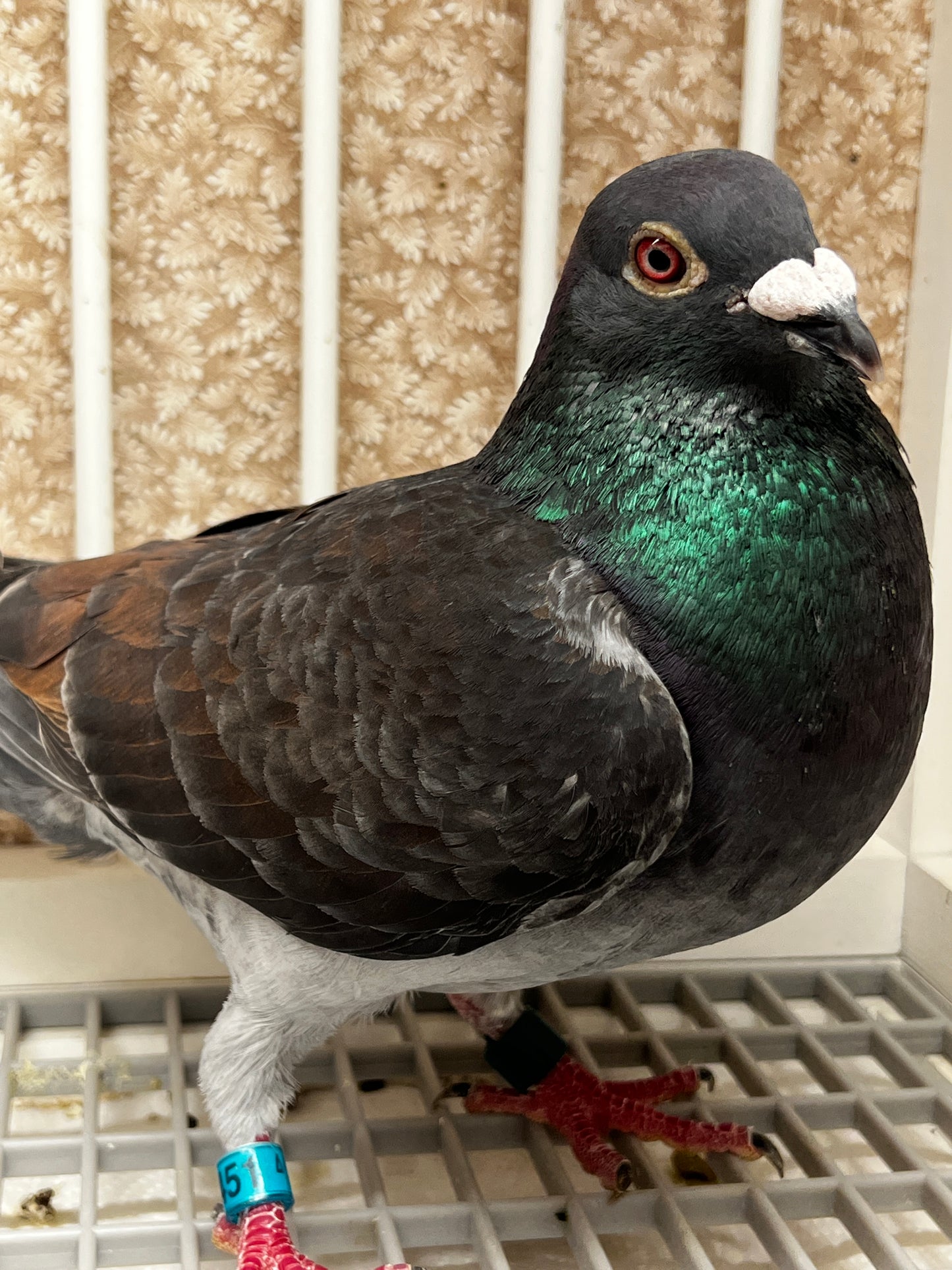 Racing Pigeon (RRL 451)
