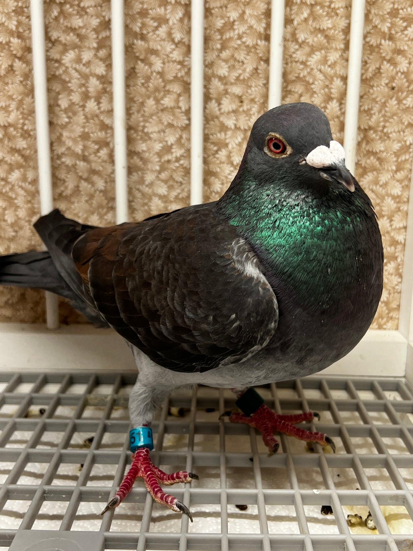 Racing Pigeon (RRL 451)