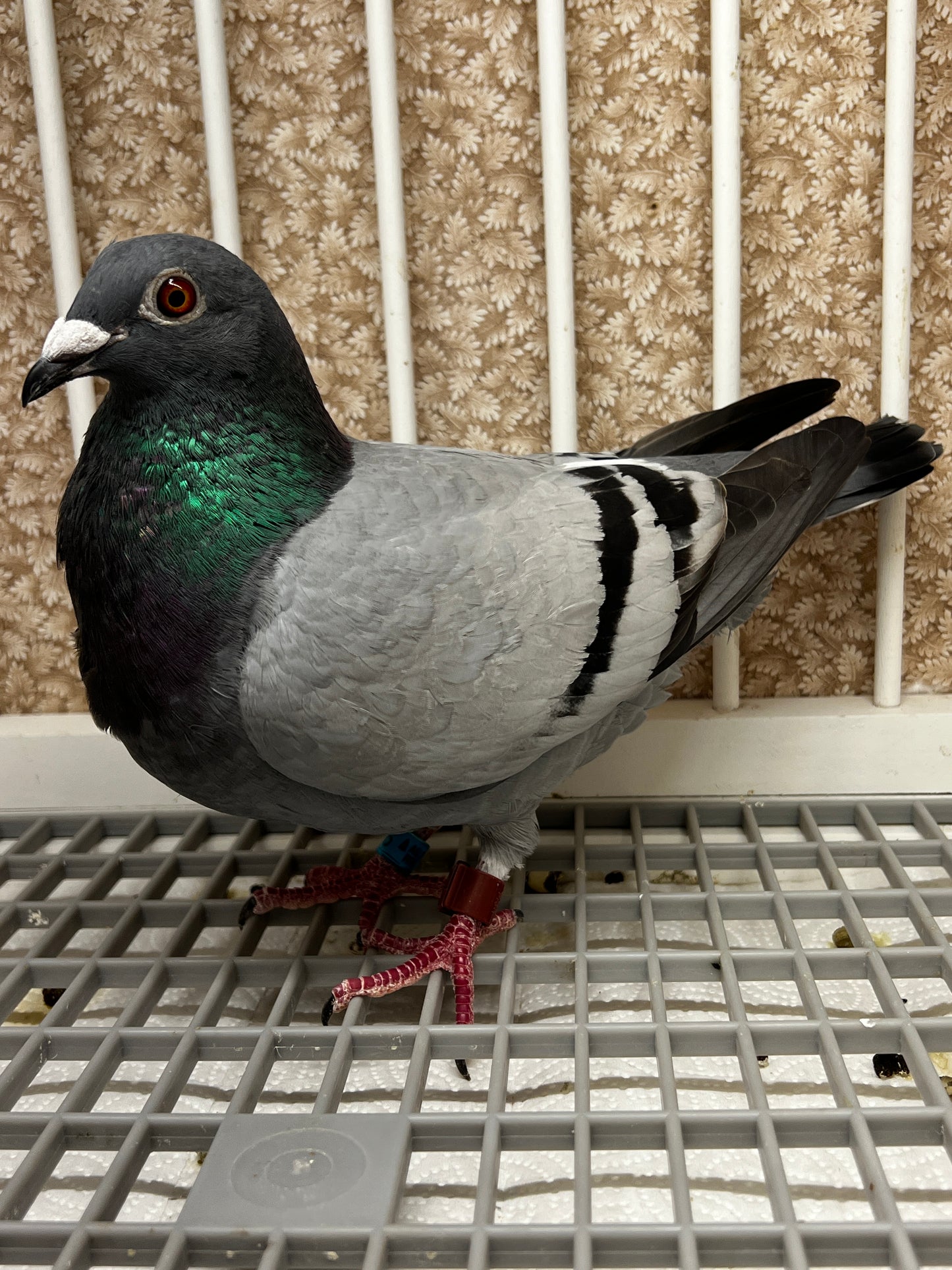 Racing Pigeon (RRL 316)