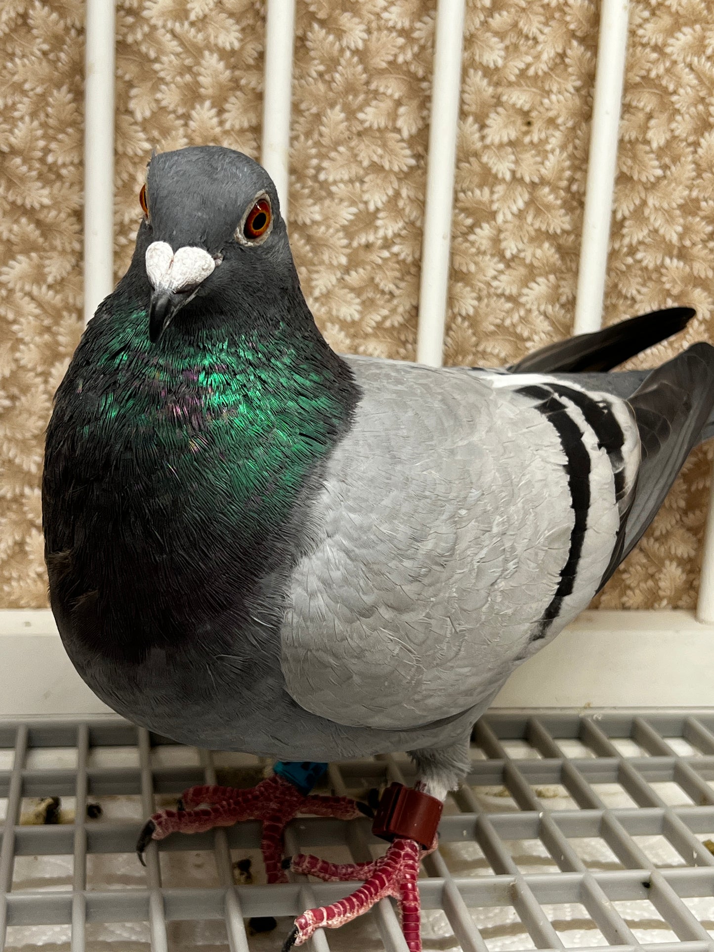 Racing Pigeon (RRL 316)