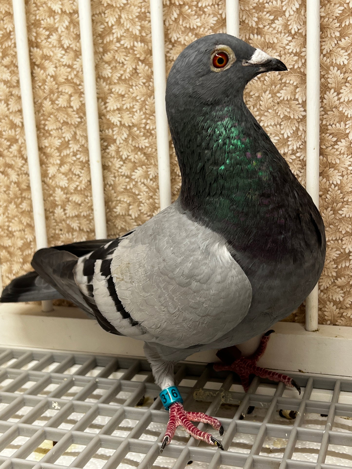 Racing Pigeon (RRL 316)