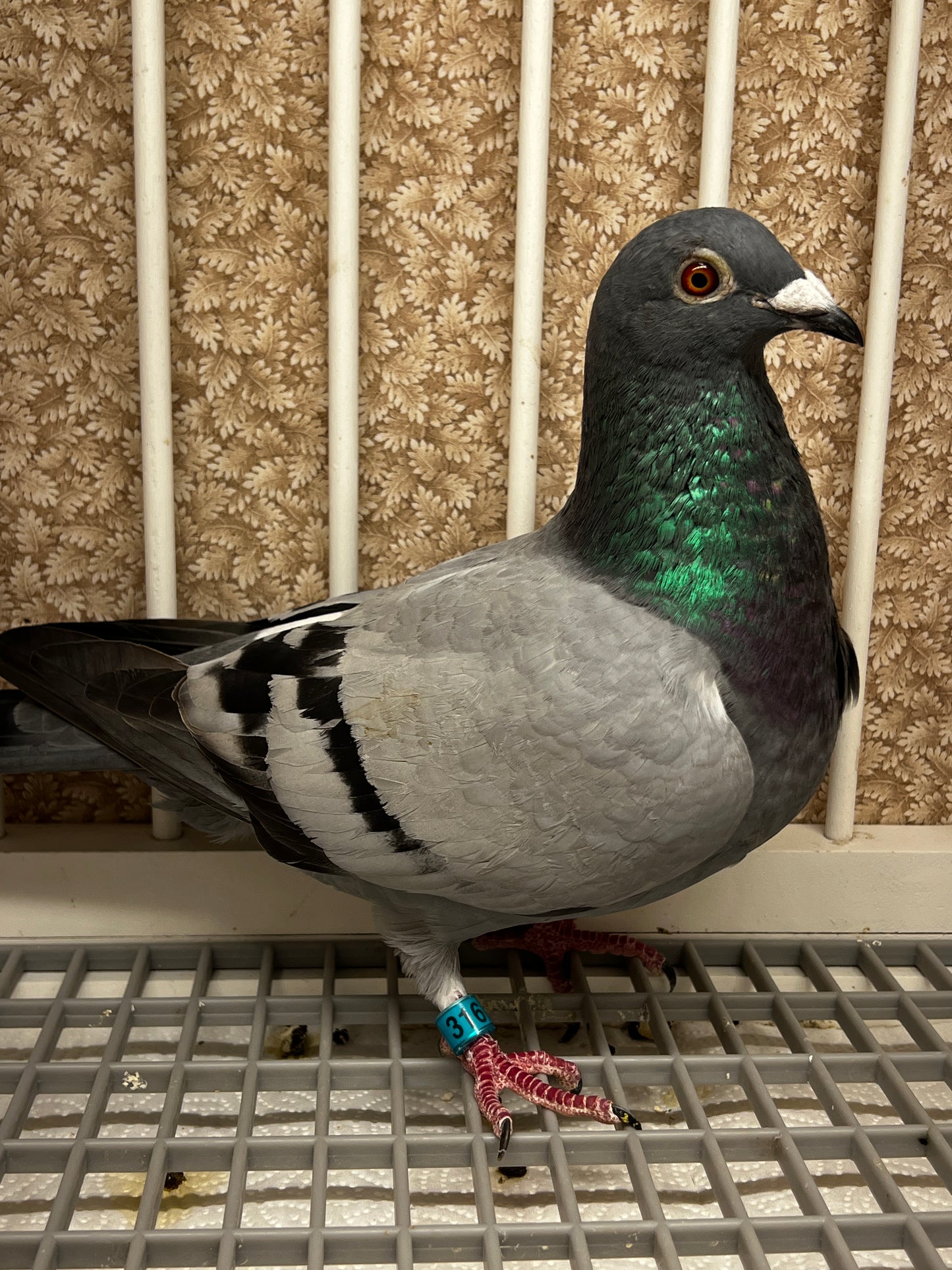 Racing Pigeon (RRL 316)