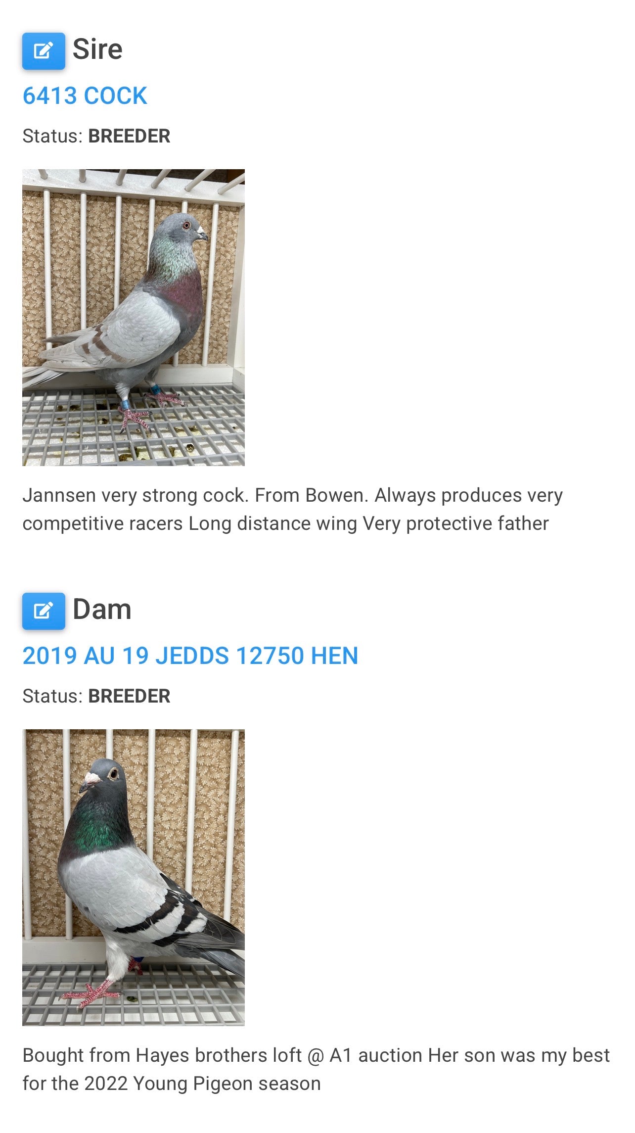 2025 Racing pigeon "RRL 398”