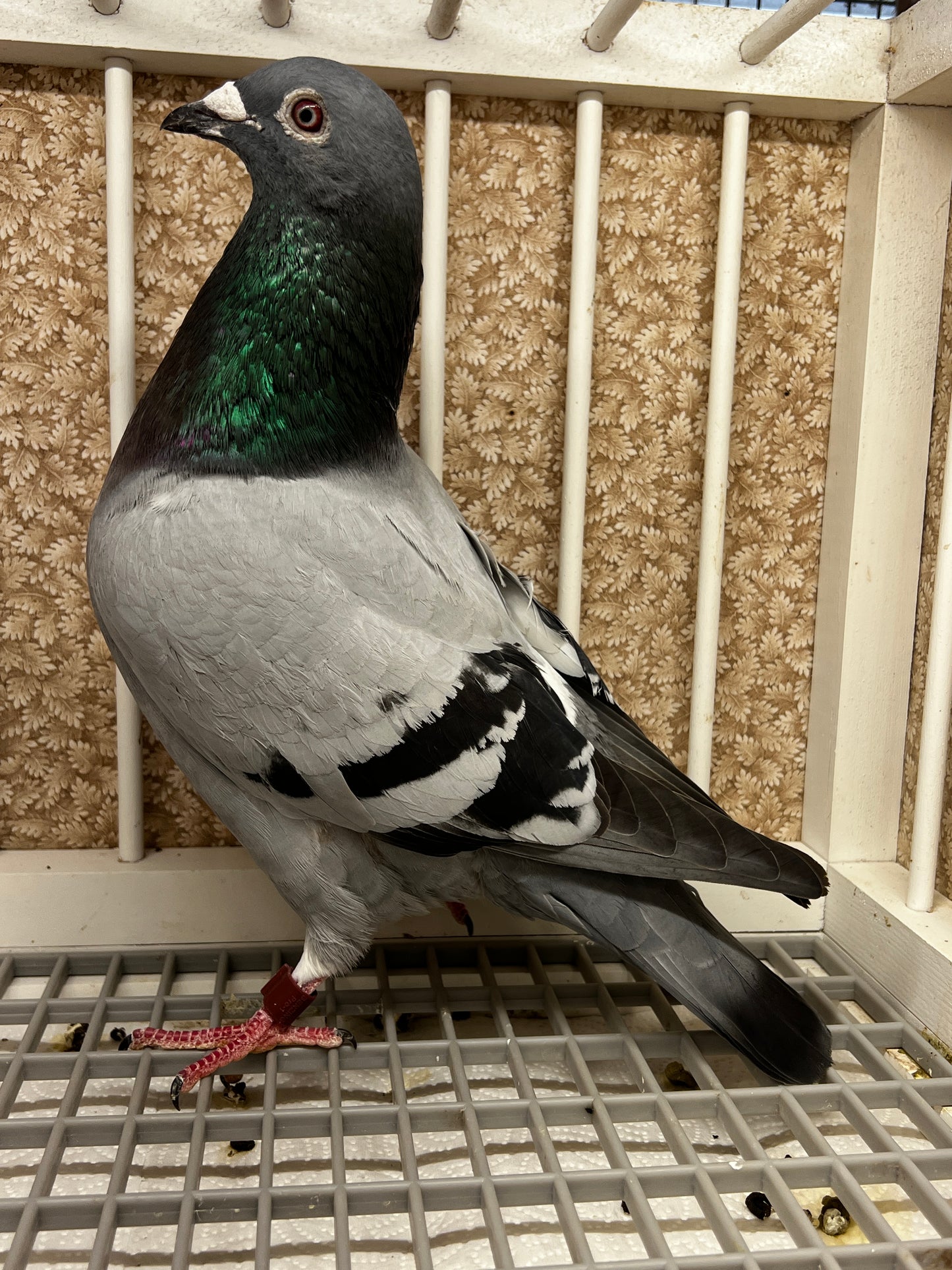 2025 Racing pigeon "RRL 398”
