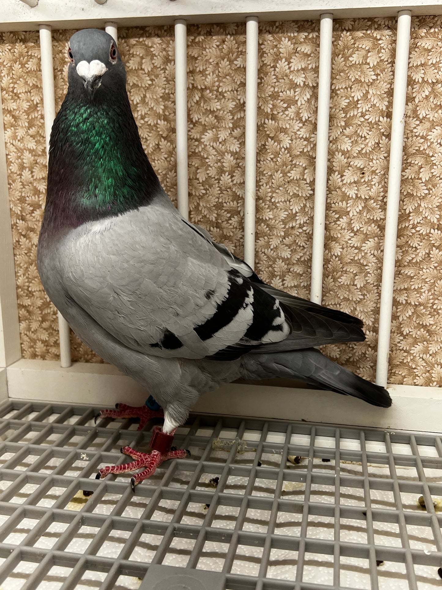 2025 Racing pigeon "RRL 398”